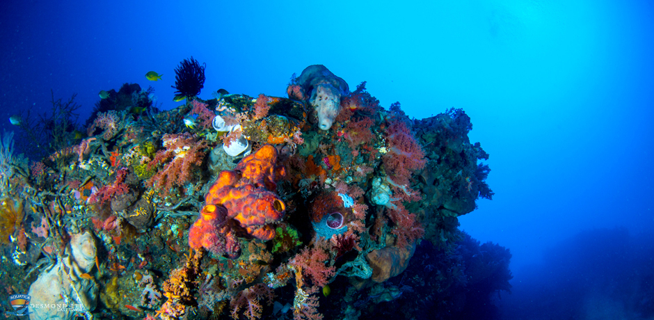 diving & Snorkelling