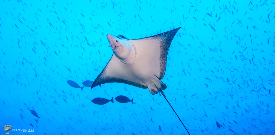 diving & Snorkelling